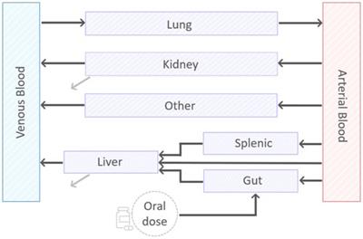 A minimal PBPK model to accelerate preclinical development of drugs against tuberculosis